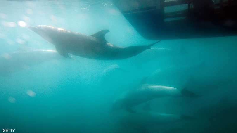 الظاهرة تشبه موجة حر عطلت الحياة البحرية قبل خمس سنوات