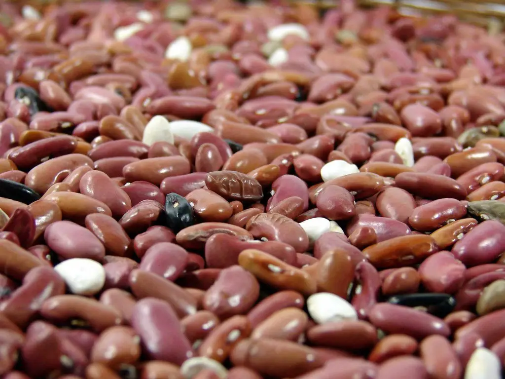 فاصولياء مجففة فاصولياء مجففة