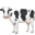 🐄 🐄