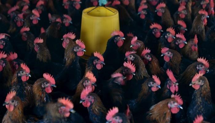 cdn.al_ain.com_images_2017_6_12_60_144044_china_bird_flu1_700x400.jpeg